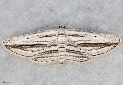 Five-lined Gray Glena quinquelinearia #6453