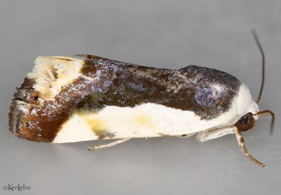 Tarache expolita #9149