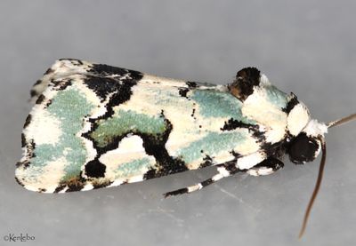 Beloved Emarginea Emarginea percara #9718