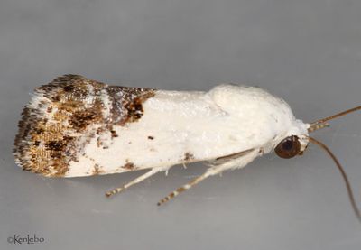Ponometia phecolisca #9098