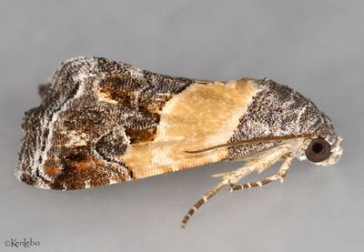 Tripudia balteata #9005