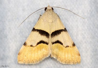 Hemeroplanis incusalis #8474