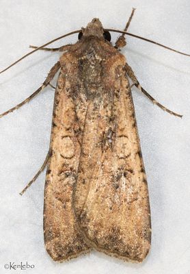Variegated Cutworm Peridroma saucia #10915