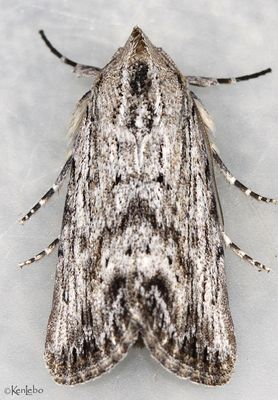 Catabenoides terminellus #10037