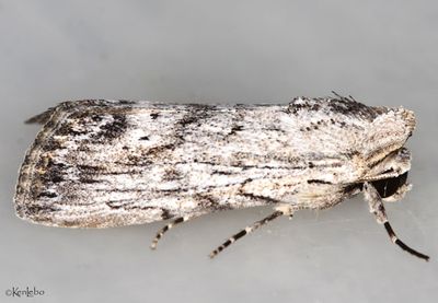 Catabenoides terminellus #10037