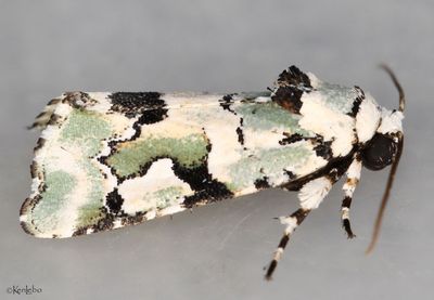 Beloved Emarginea Emarginea percara #9718