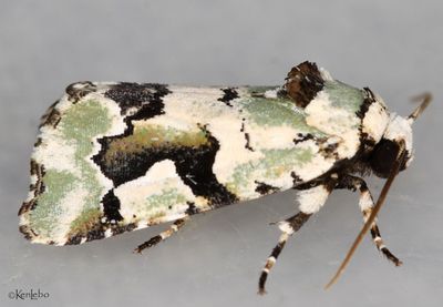 Beloved Emarginea Emarginea percara #9718