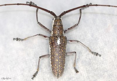Neoptychodes trilineatus