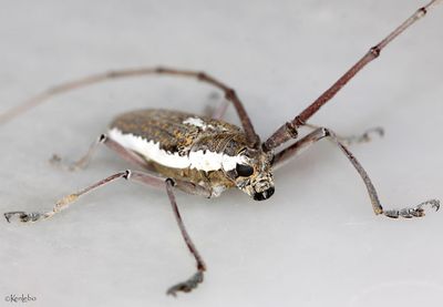 Neoptychodes trilineatus
