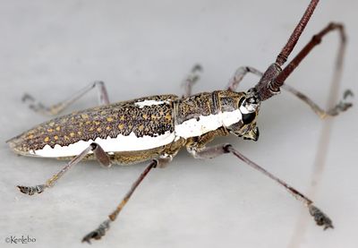 Neoptychodes trilineatus