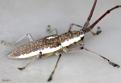 Neoptychodes trilineatus