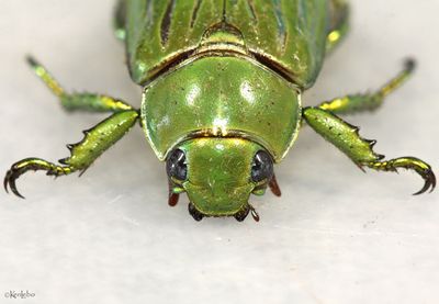 Glorious Jewel Scarab Chrysina gloriosa