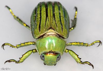 Glorious Jewel Scarab Chrysina gloriosa