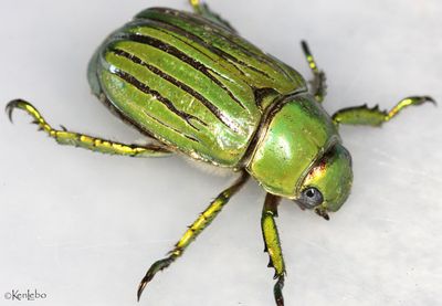 Glorious Jewel Scarab Chrysina gloriosa