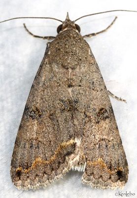 Bulia deducta #8614