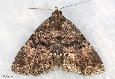 Metalectra miserulata #8506