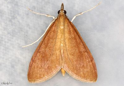 Dogbane Saucrobotys Saucrobotys futilalis #4936