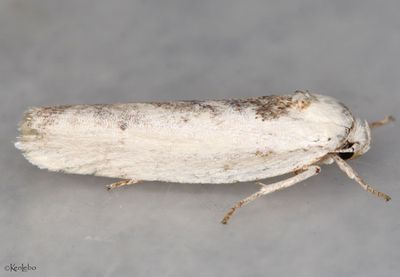 Antaeotricha lindseyi #1012