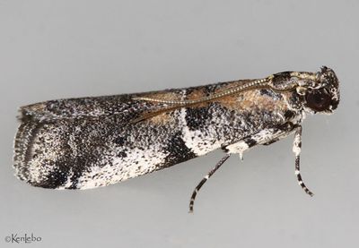Quasisalebria admixta #5779
