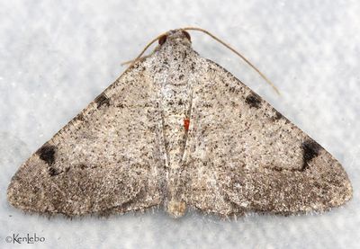 moths 4 Geometers 6076 - 7181