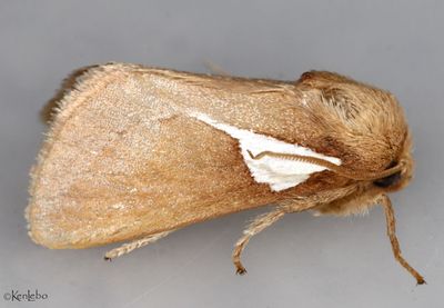 Western Skiff Moth Prolimacodes trigona #4670