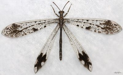 insects