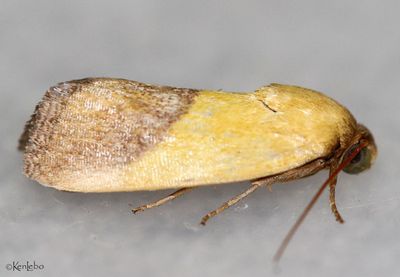 IMG_5888bwp.jpg Ponometia bicolorata #9084