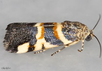 moths 7 Borer 8880 - 9872