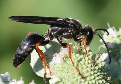 Katydid Wasp Sphex nudus