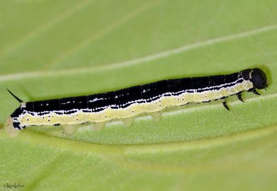 caterpillars