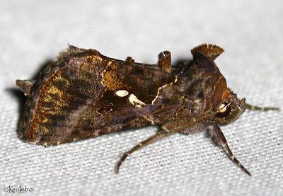 Common Looper Autographa precationis #8908