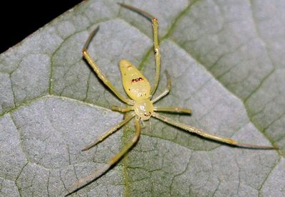 spiders