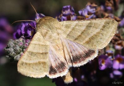 moths 8 Darts 9873 - 11233