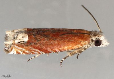 Eucosma raracana #2928