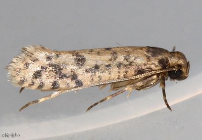 Tropical Tobacco Moth Setomorpha rutella #0428