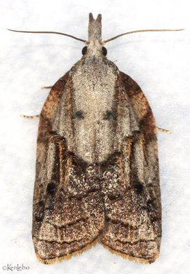 Tufted Apple Budmoth Platynota idaeusalis #3740