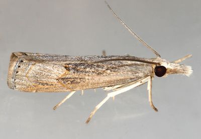 Bluegrass Webworm Moth Parapediasia teterrella #5451