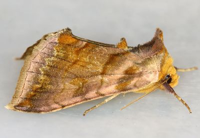 moths 7 Borer 8880 - 9872