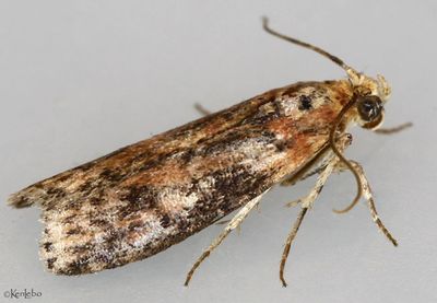 Sciota celtidella #5803
