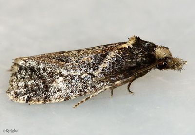 Phtheochroa sp. #3812?