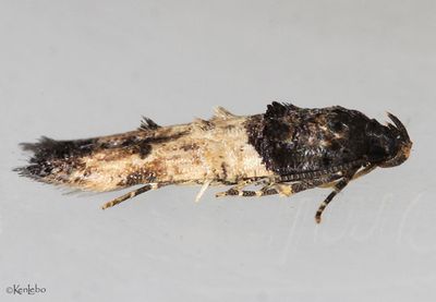 moths 1 Micros 0000 - 2512
