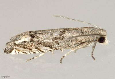 Minute Ragweed Borer Epiblema minutana #3172.1