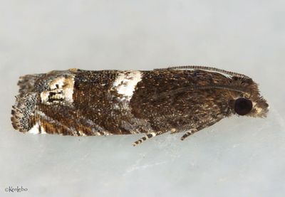 Eucosma parmatana #2937