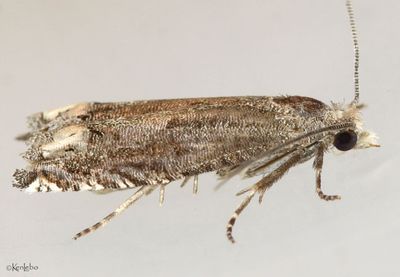 Minute Ragweed Borer Epiblema minutana #3172.1