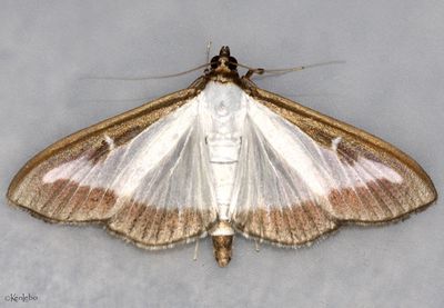 Box Tree Moth Cydalima perspectalis #5199.4