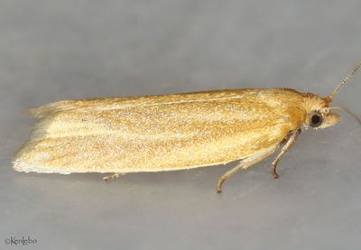 Clemens' Clepsis Clepsis clemensiana #3684