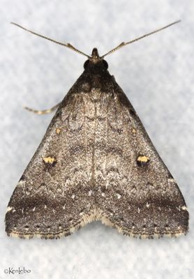 Smoky Tetanolita Tetanolita mynesalis #8366
