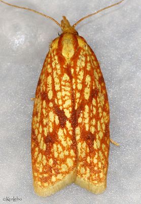 Sparganothis Fruitworm Sparganothis sulfureana #3695