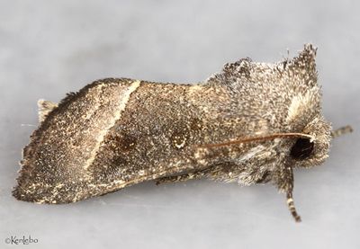 Stalk Borer Papaipema nebris #9496