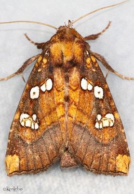 Indigo Stem Borer Papaipema baptisiae #9485